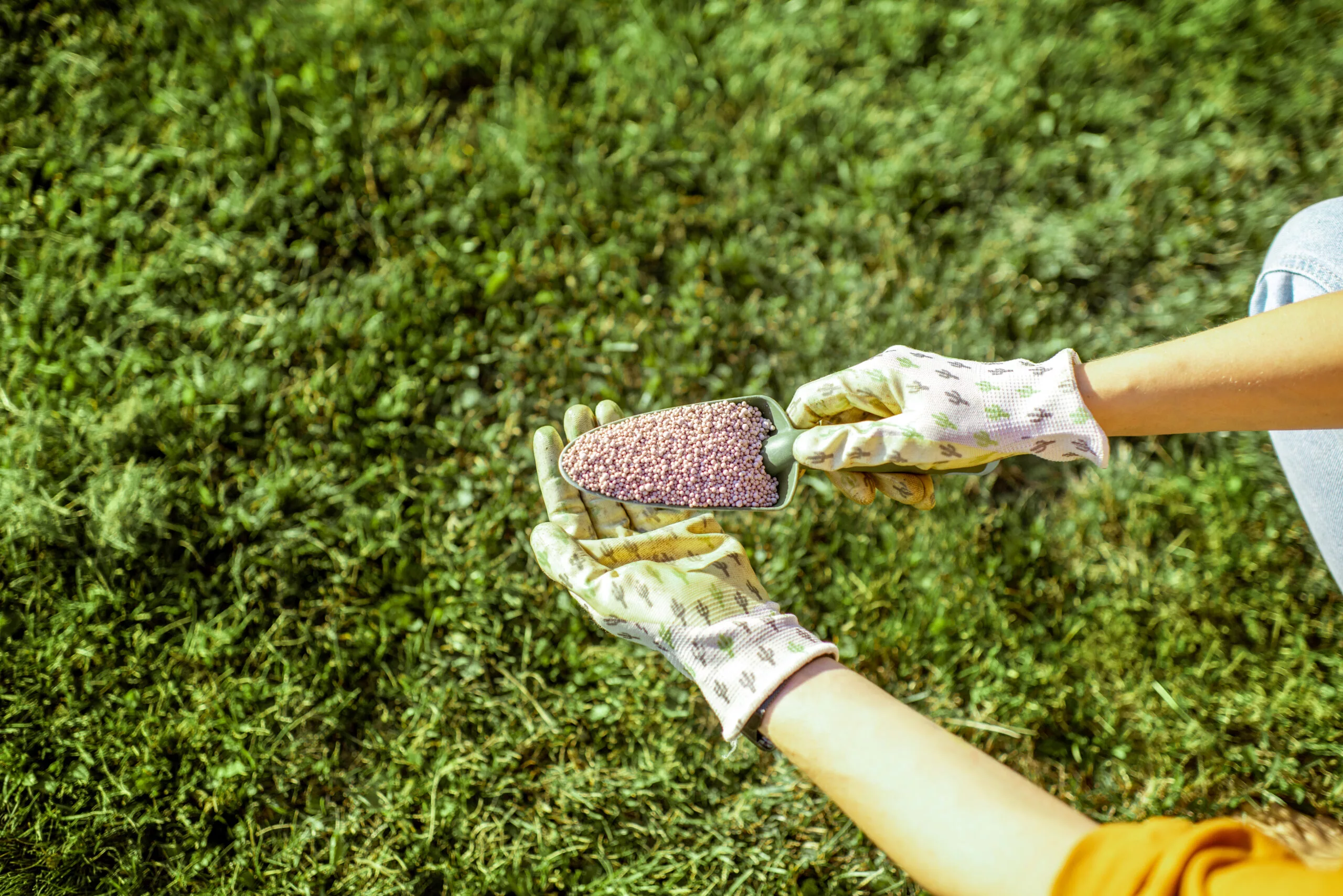 Holding fertilizer for grass growth in granules on the grass background