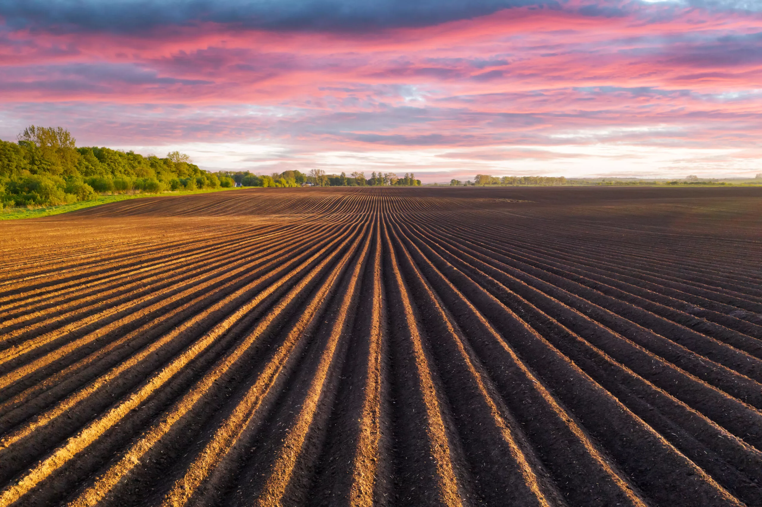 Agricultural field with even rows in the spring. Growing potatoes. Purple sunset clouds in the background Agricultural field with even rows in the spring. Growing potatoes. Purple sunset clouds in the background