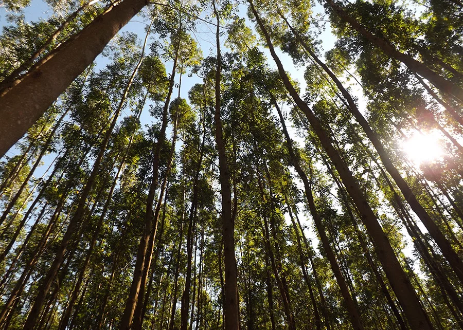 Eucalipto é capaz de armazenar grandes quantidades de carbono