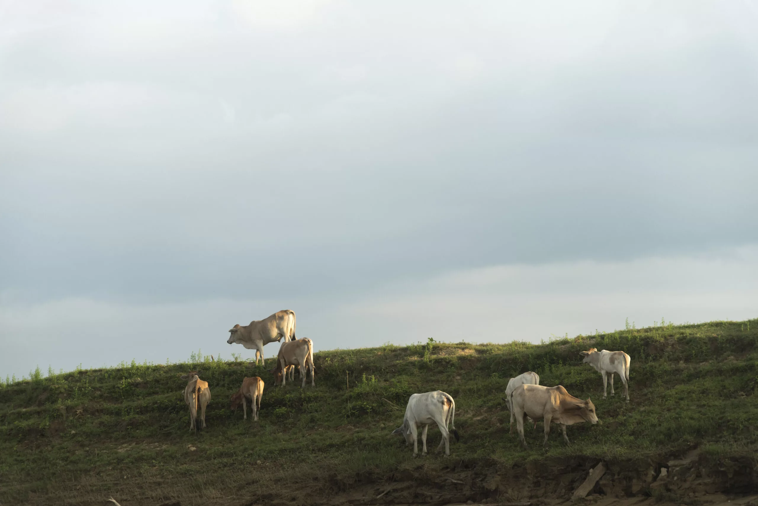 group of cattle in the farm field, Thailand