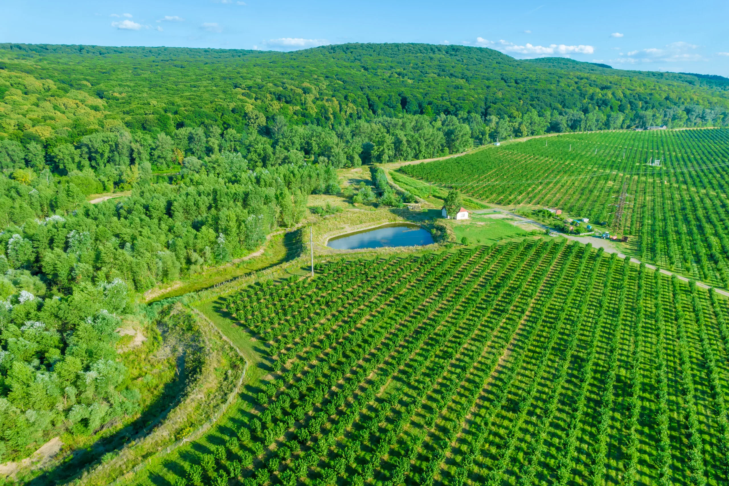 Hazelnut fields near a small lake and forest. Agriculture, growing hazelnuts. View from above.