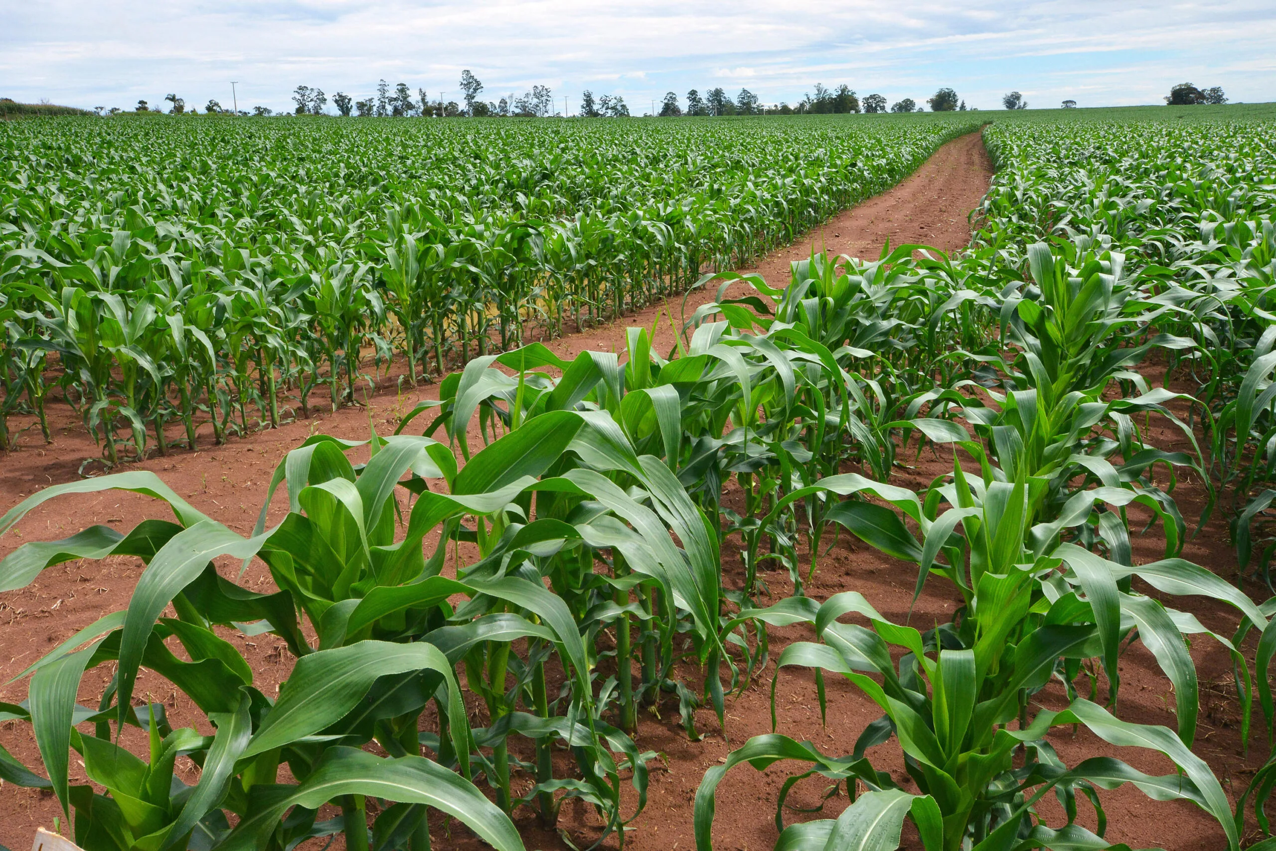 Clima no Brasil em Maio: O que esperar para as principais regiões agrícolas